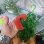 سر باطری مثبت سه پیچ برلیانس H220